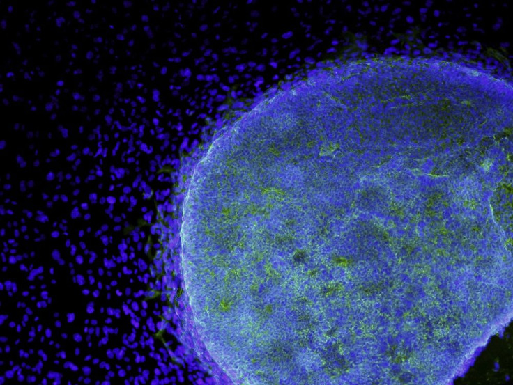 Embryonic Stem Cells