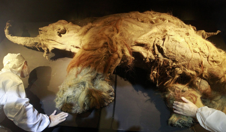 Woolly Mammoth