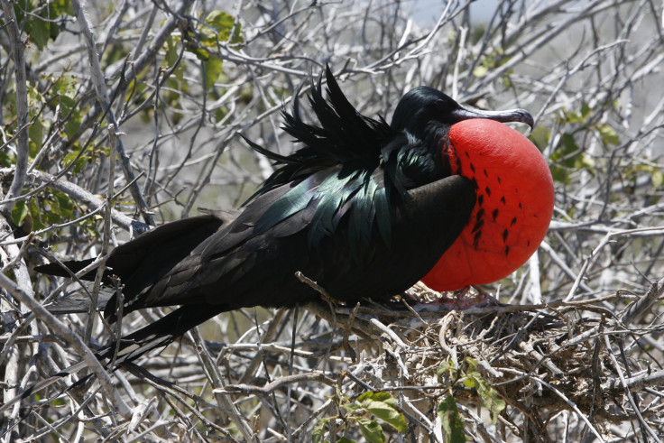 Great Frigatebirds