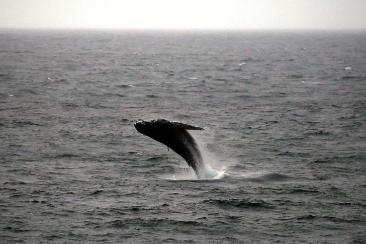 Humpback Whale