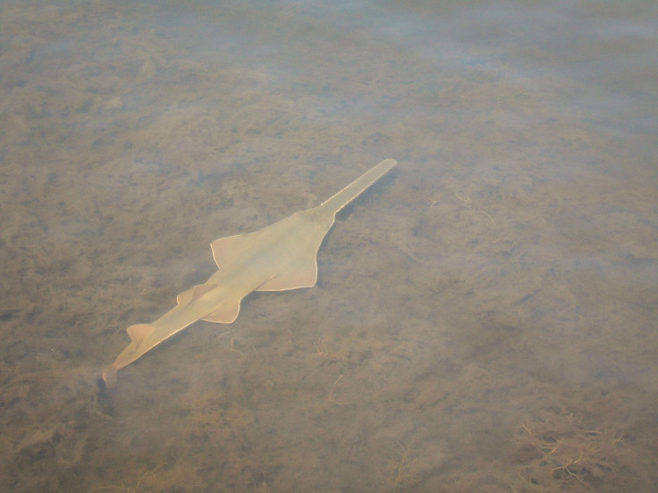 Sawfish