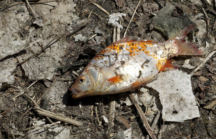 Goldfish