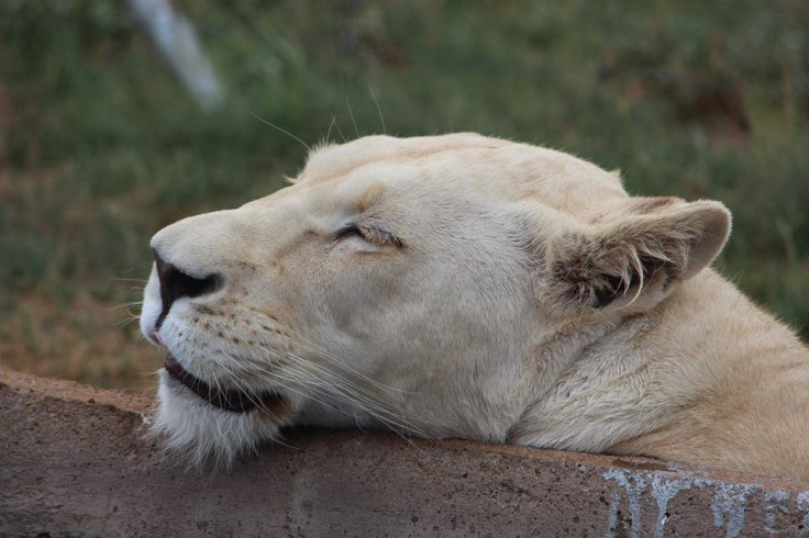 Lion at Otavi