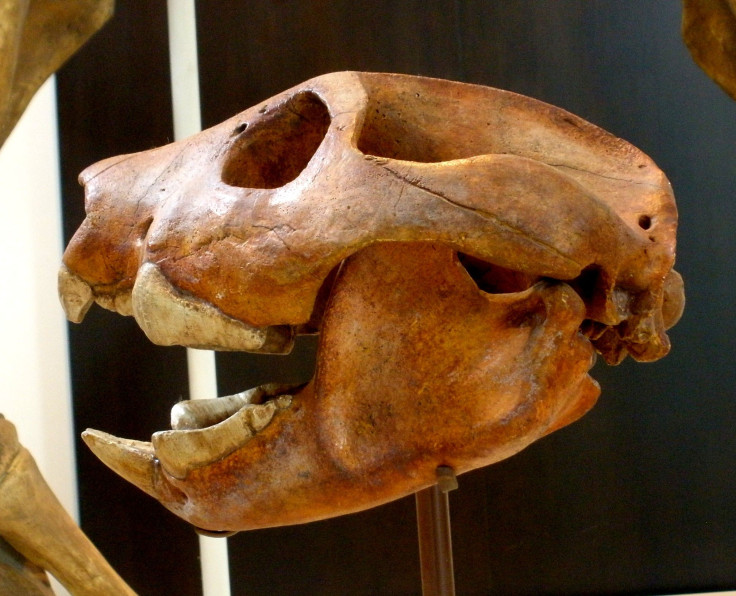 Thylacoleo_carnifex_1