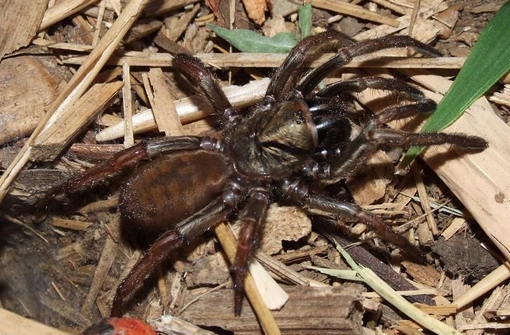 Deadly new trapdoor spider species discovered; 1cm long fangs can ...