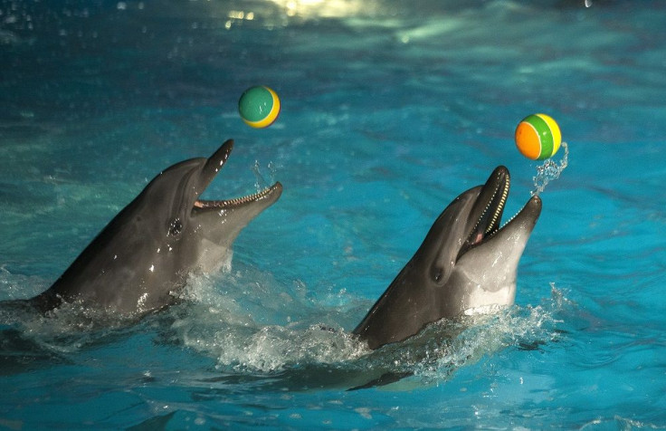 Bottlenose Dolphins