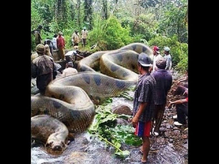 Brazil Anaconda