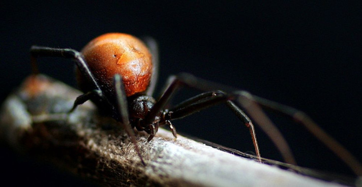 Female Redback Spider