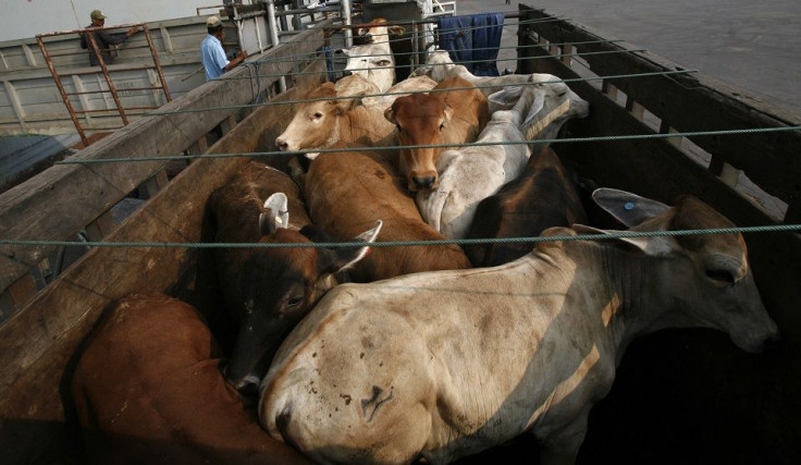 Australian Cows for Export