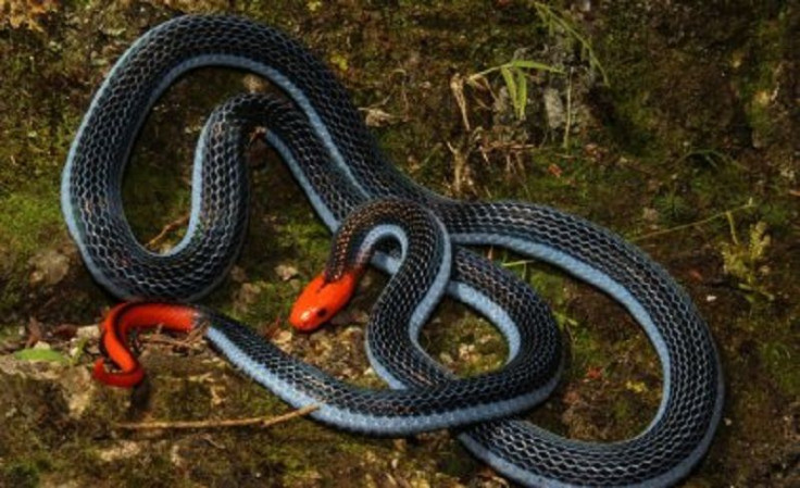 Blue Coral Snake