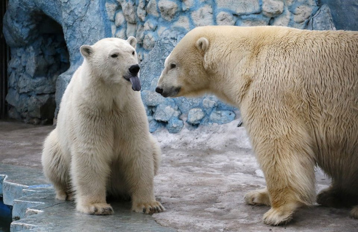 Polar Bears