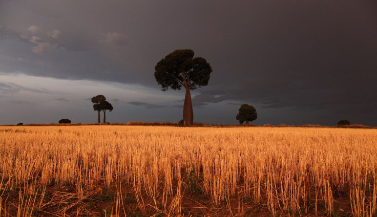 Freshly cut wheat stands under approaching storm clouds on a property owned by farmer Scott Wason near Roma, 430 km (267 miles) west of Brisbane, October 29, 2011.