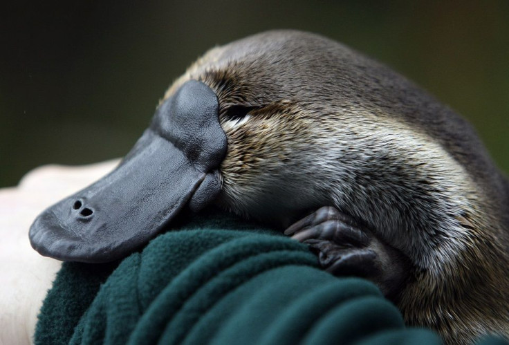 Platypus