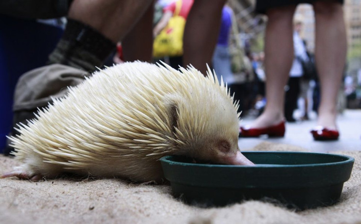 Echidna