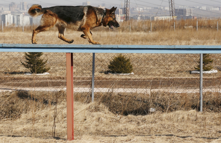 german shepherd2
