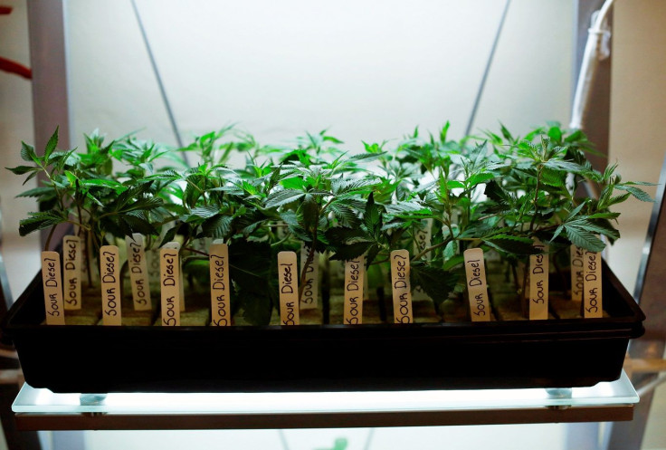 Clones of medicinal marijuana plants are pictured at Los Angeles Patients & Caregivers Group dispensary in West Hollywood, California U.S., October 18, 2016. Picture taken October 18, 2016.