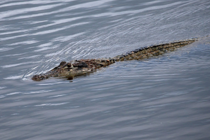 Crocodile