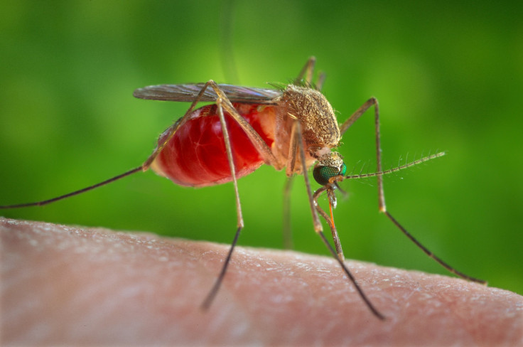 Moquitoes can spread flesh-eating bacteria or necrotising fasciitis