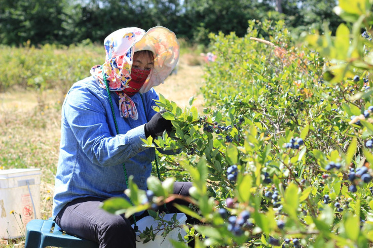 fruitpicking