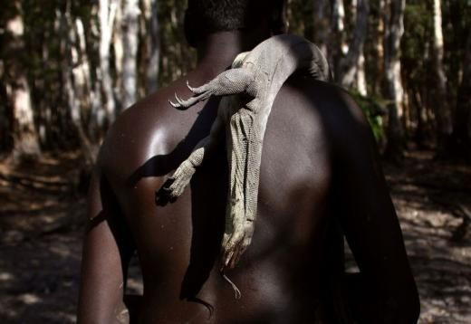 Goanna