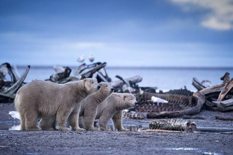 Polar bears on BBC Earth