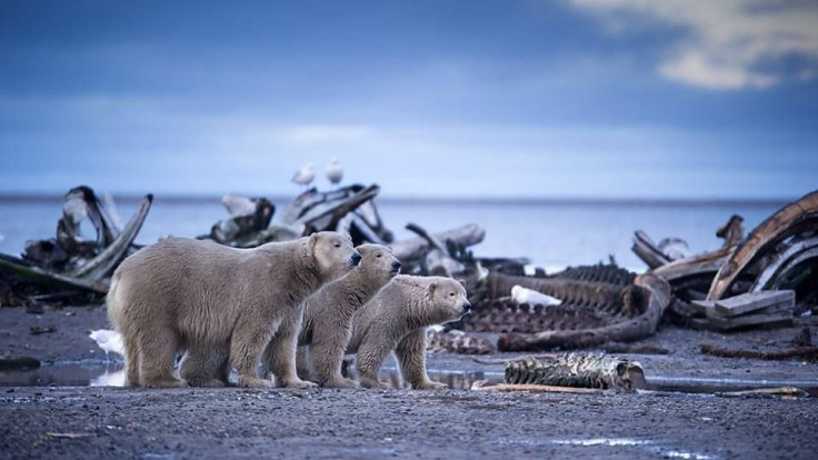 Polar bears on BBC Earth