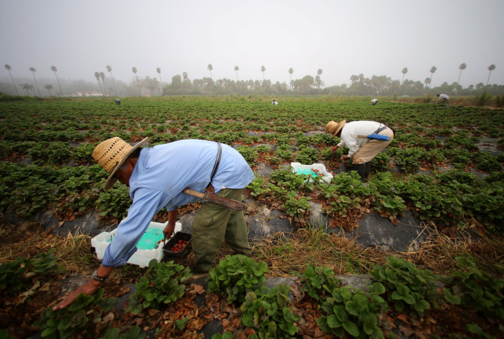 strawberry pickers