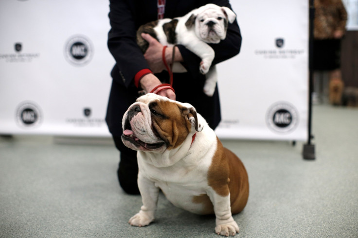 Daily (front) and China, English Bull Dogs, are posed by their handler at a news conference to announce the American Kennel Club (AKC) top ten most popular breeds in America in New York City