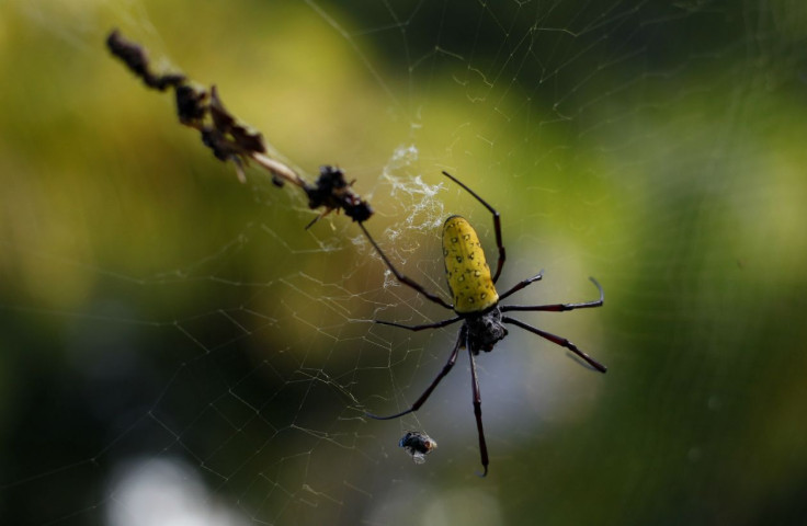 golden silk spider