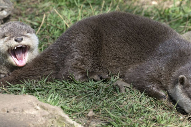 baby otter with mother
