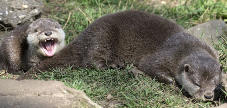 baby otter with mother