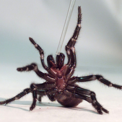 A Sydney funnel-web spiders rears up on its hind legs as a tube used to extract venom is placed nears its claws at the Australian Reptile Park at Gosford, 100 km (60 miles) north of Sydney