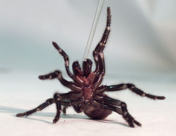 A Sydney funnel-web spiders rears up on its hind legs as a tube used to extract venom is placed nears its claws at the Australian Reptile Park at Gosford, 100 km (60 miles) north of Sydney