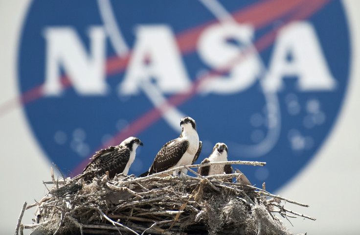 A family of Osprey are seen outside the NASA Kennedy Space Center Vehicle Assembly Building (VAB) in Cape Canaveral, Florida