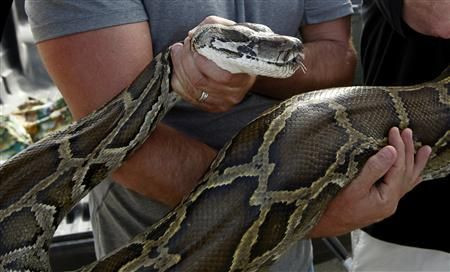 Python