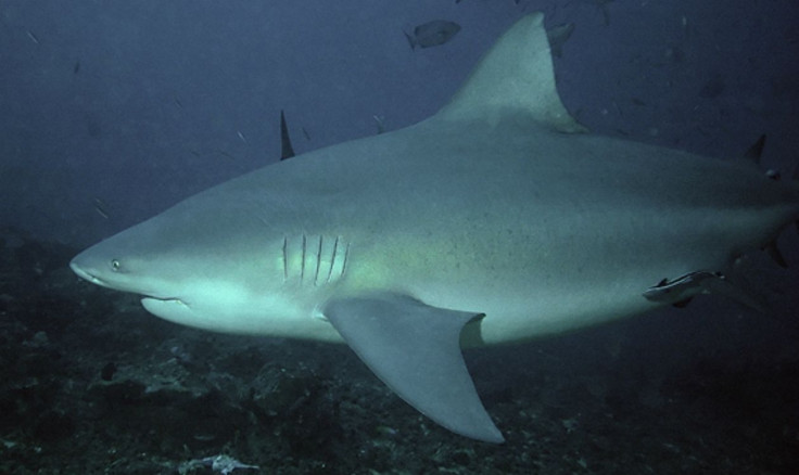 bull shark