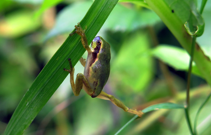 Tree Frog