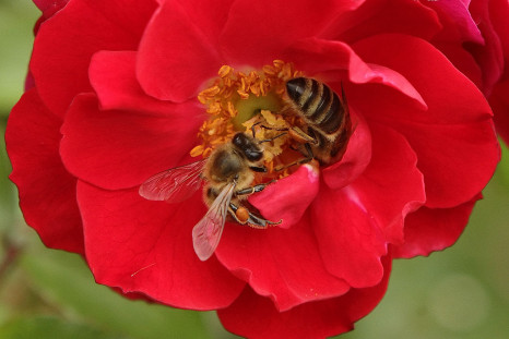 Honeybee Vision