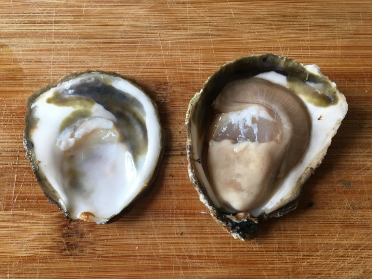 European_Flat_Oyster