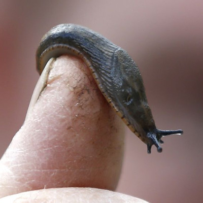 A slug is seen on a finger of a gardener in a park in London, Britain April 29, 2016.