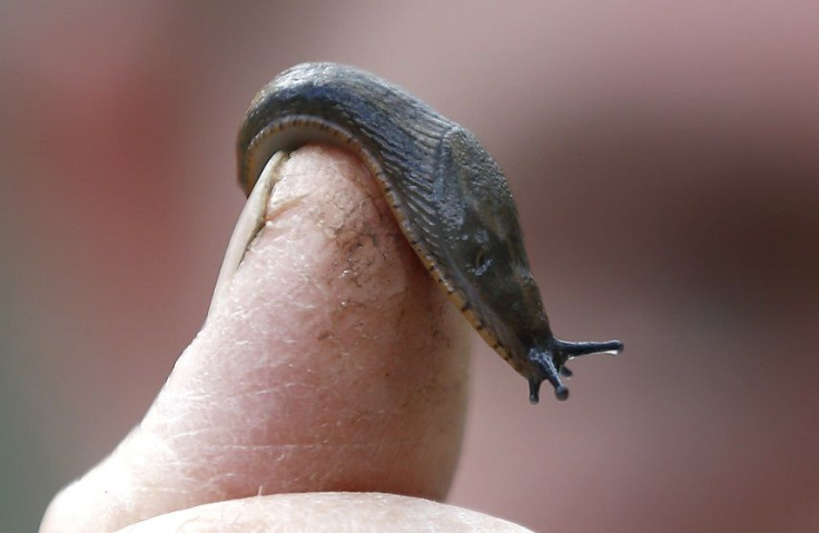 A slug is seen on a finger of a gardener in a park in London, Britain April 29, 2016.