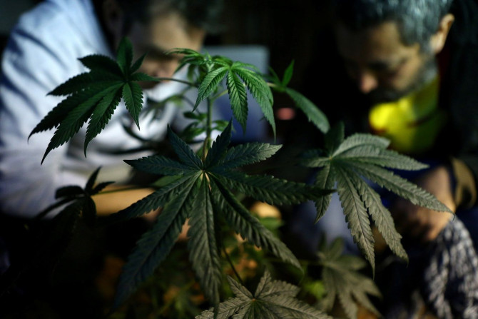 People inspect a marijuana plant during a workshop on how to grow an indoor plant at pro-cannabis Daya Foundation headquarters in Santiago, Chile May 19, 2017.