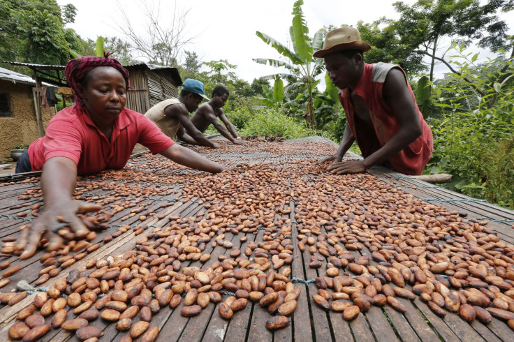 Cocoa workers in Ghana