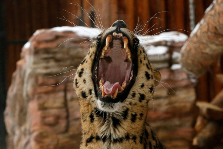 Kirin, a seven-year-old male Amur (Far Eastern) leopard, yawns inside an open-air cage at the Royev Ruchey zoo in Krasnoyarsk, Russia, October 21, 2016.