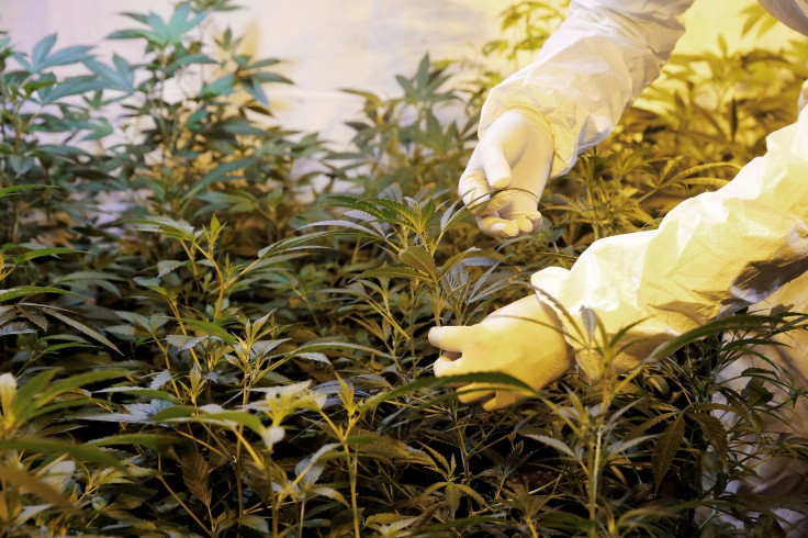 A gardener checks marijuana plants in an indoor plantation of a marijuana's smokers club on the outskirts of Montevideo, Uruguay July 16, 2017. Picture taken July 16, 2017.