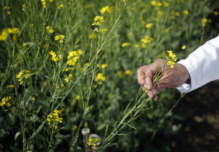 GMO Crops