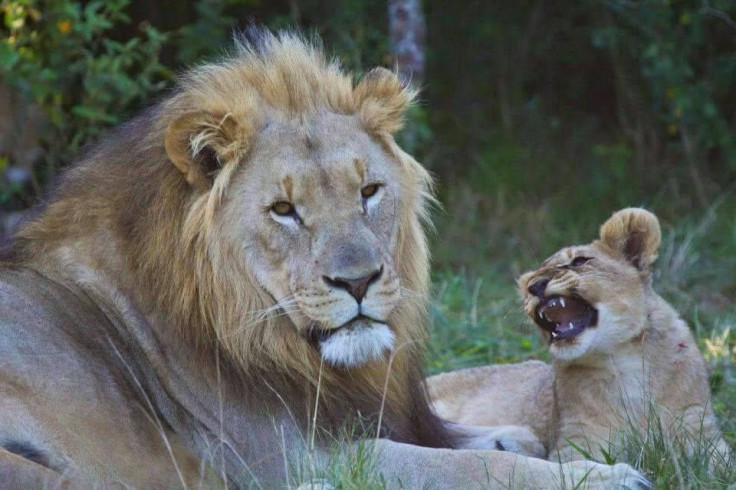 Lions on Sibuya Game Reserve Facebook page