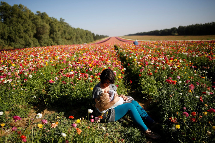 An Israeli woman breastfeeds her baby in a buttercup field near Kibbutz Nir Yitzhak in southern Israel, just outside the Gaza Strip April 18, 2016.