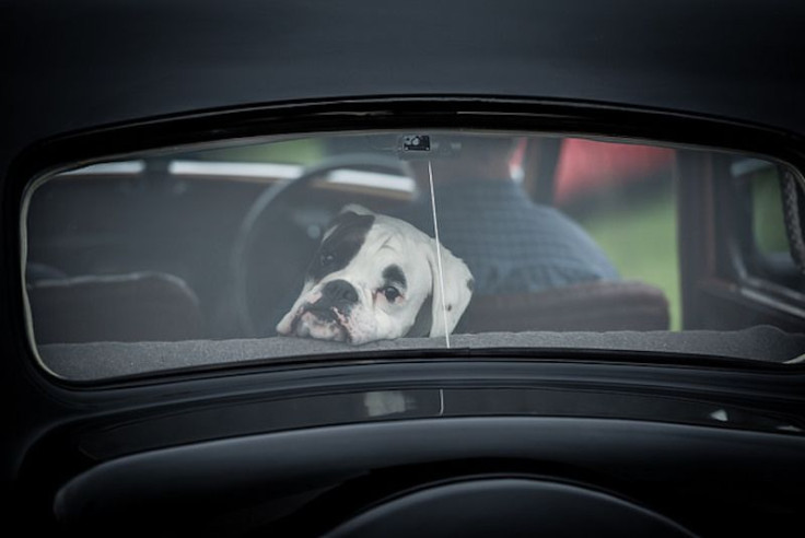 dog in car