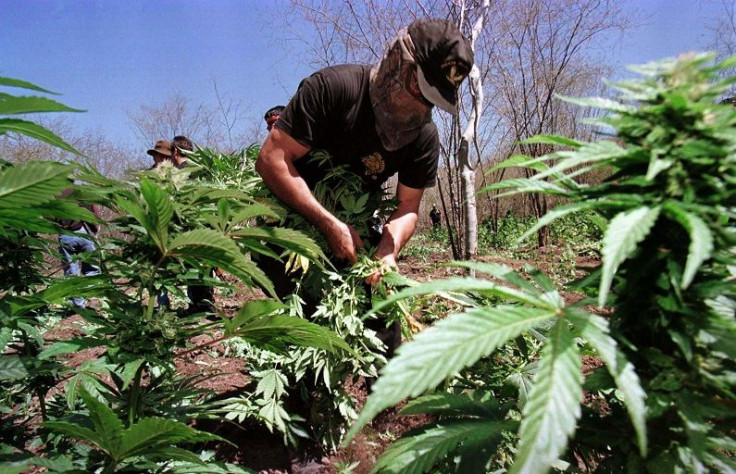 A Mexican Federal Judicial policeman uproots marijuana plants on a clandestine plantation some four miles east of Santa Cruz de Alaya, in Sinaloa state, March 4.